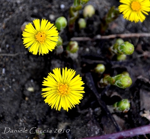 Fiori Appennino - Tussilago farfara e Primula vulgaris